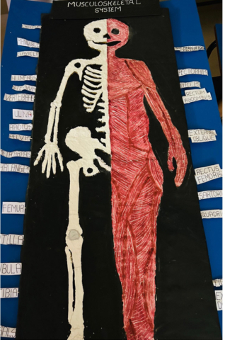 anatomy-models_04