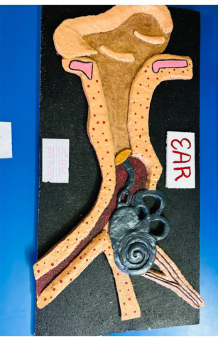 anatomy-models_05